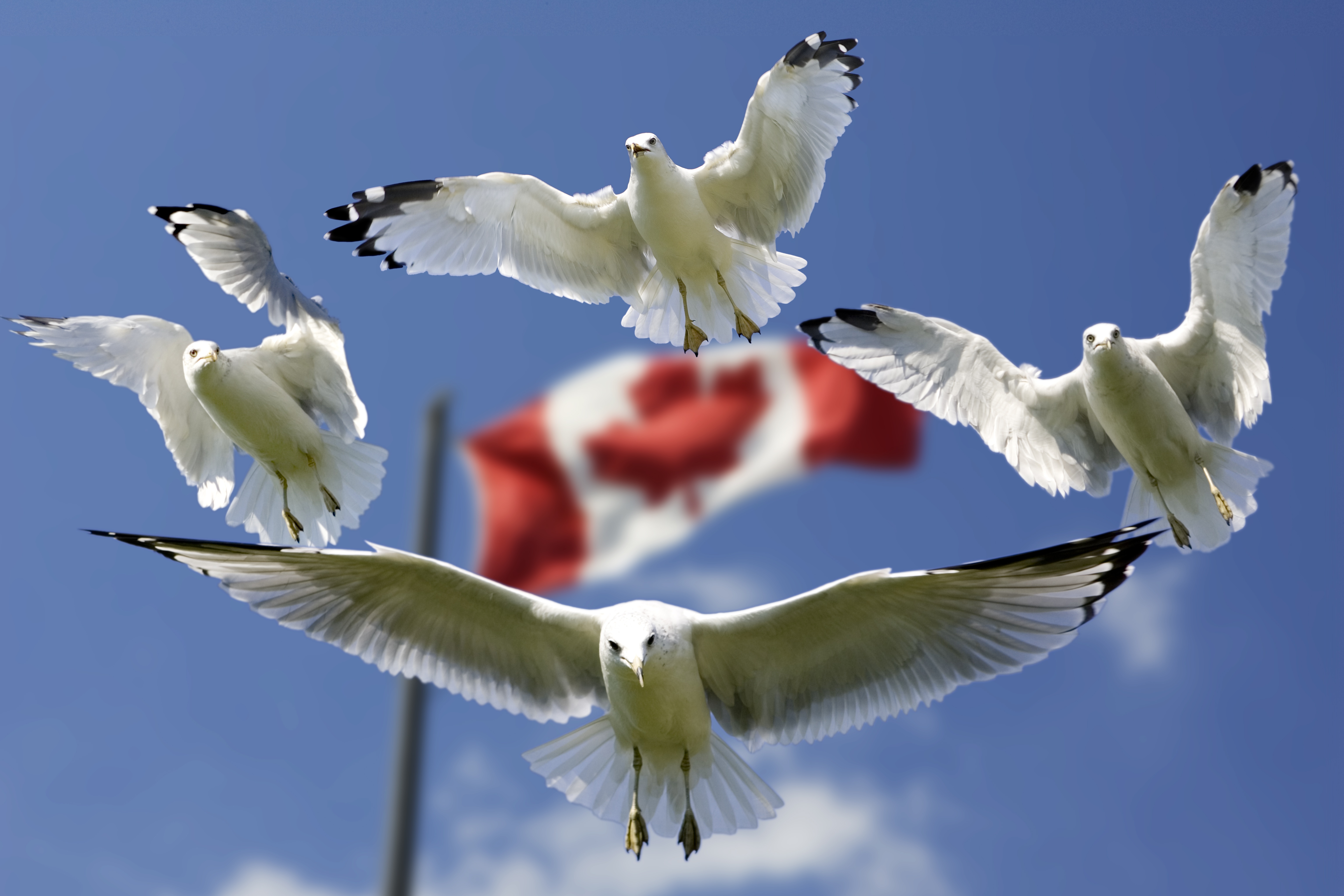 move to canada from ireland